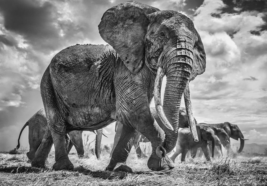 Matriarch