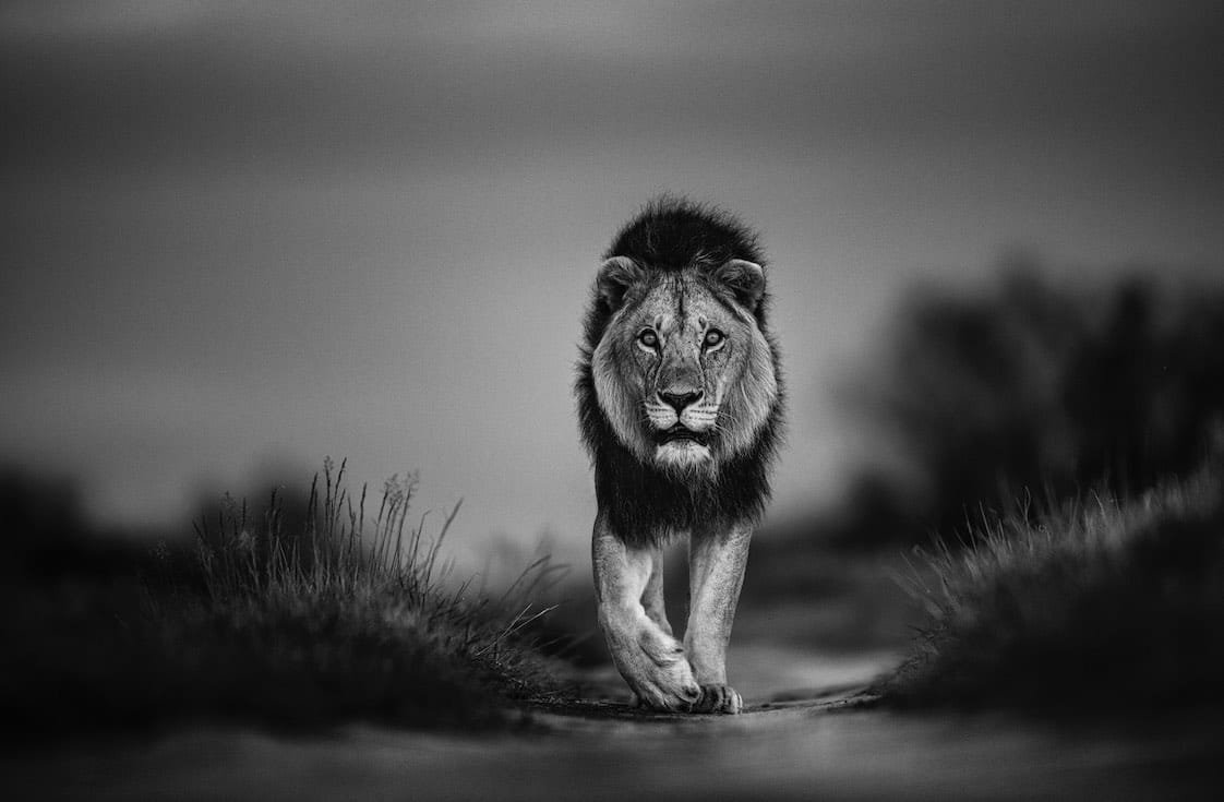 Warrior