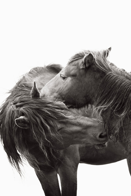 Kisses