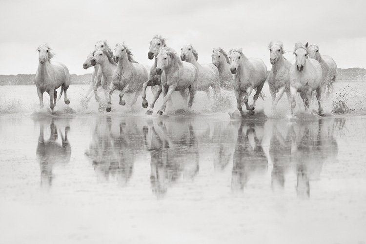Spirit of the Camargue