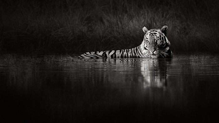 Tigers Retreat