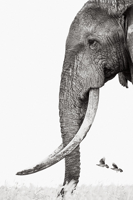 Unlikely Companions